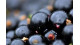 Ovocné víno polosladké z čiernych ríbezlí 10 litorv